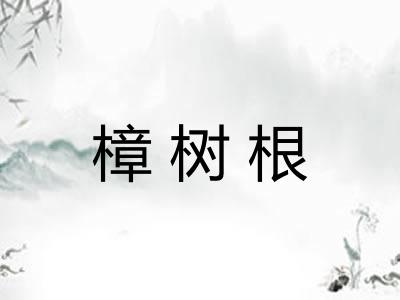 樟树根